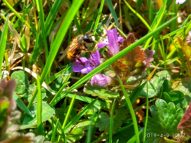 Osmia bicornis male