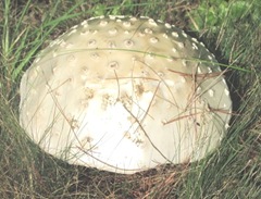mushroom1
