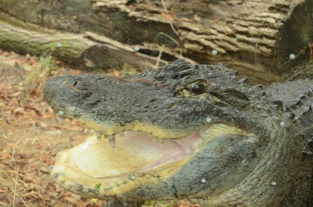 An alligator with her mouth open, showing a pink-and-yellow tongue