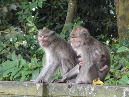 Bali Monkey Forest - Best Bali Interesting Places