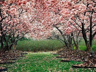 primavera en Galicia