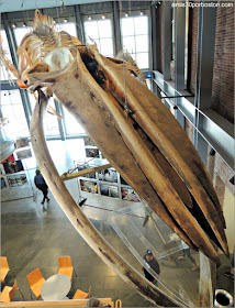 Esqueleto de KOBO en el Museo de las Ballenas de New Bedford