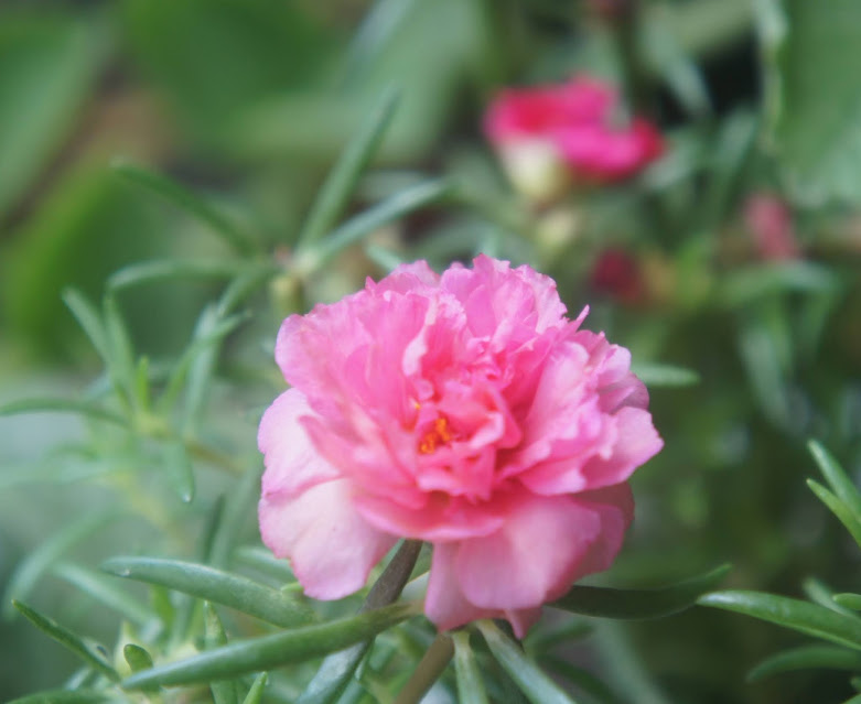 pink rose photography