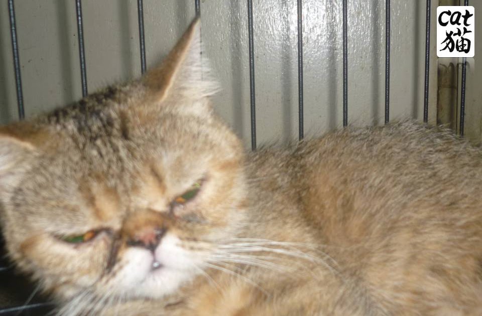 Kucing Utara: Ubat Cegah hamil kucing