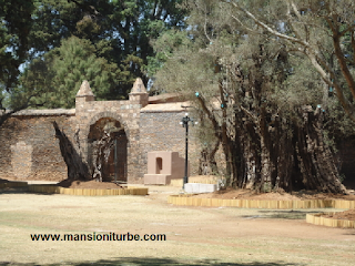 Olive Trees Atrium in Tzintzuntzan