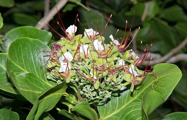 Bulaklak ng Puno ng Ipil (Intsia bijuga (Colebr.) Kuntze)