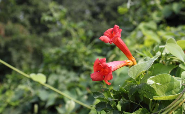 Trumpet Vine Flowers Pictures