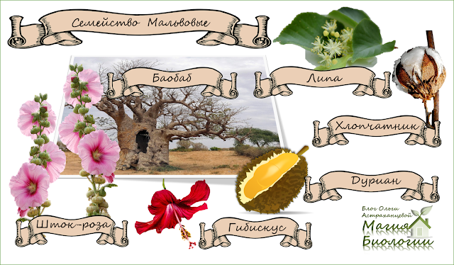 липа-систематика-семейство-мальвовые-магия-биологии