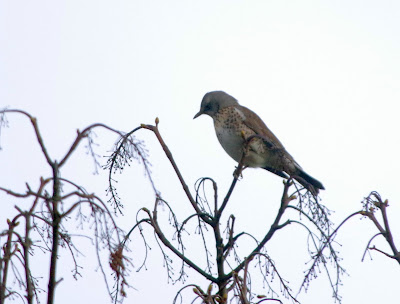 Birds of the Heath: Photographic garden bird list!