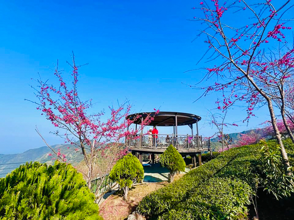 南投竹山八卦茶園枝垂櫻花隧道花香伴茶香，八卦迴音亭最佳觀景台