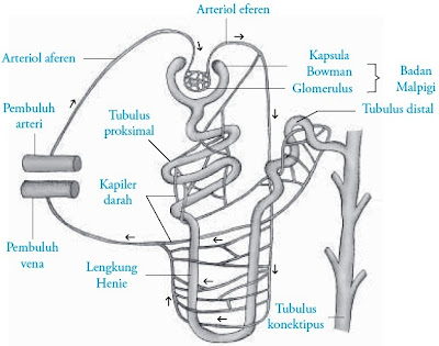  Organ ini terletak di dalam ronga perut Pintar Pelajaran Struktur Anatomi dan Fungsi Ginjal Pada Manusia