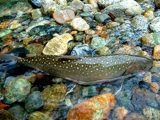 brown trout in shallows