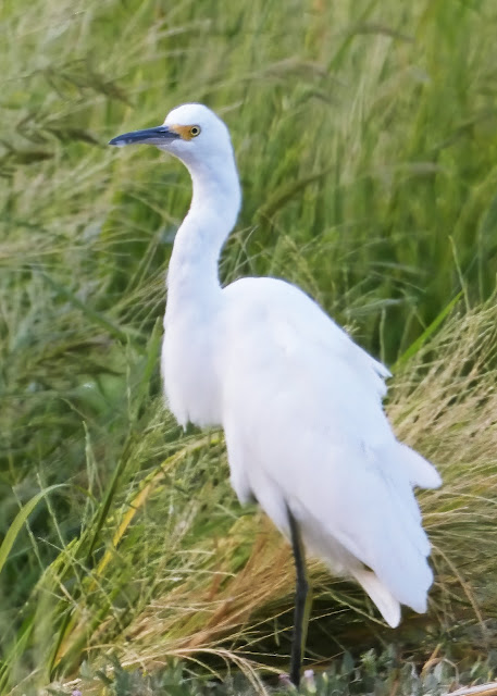 Egret and Cattle Egrets  at Vic Fazio Wildlife Refuge Yolo Basin California