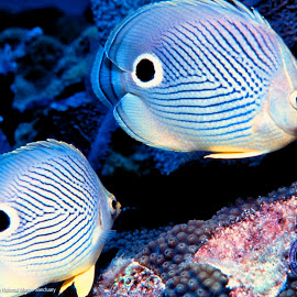 Foto Ikan Cantik @ Digaleri.com