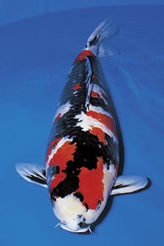 Show Quality Koi | Koi Fish Care Info