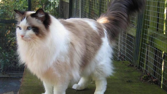 Harga kucing ragdoll