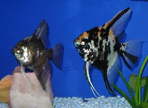 cara-memelihara-ikan-manfish.jpg