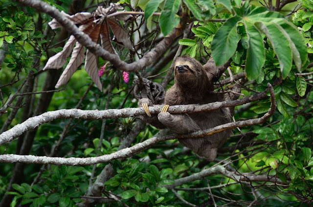 Sloth Cute Pictures in HD - Wallpaper