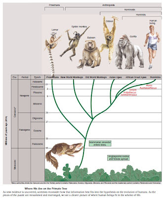 arbol genealogico humano