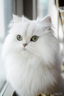 36 Imagens Encantadoras De Gatos Fofos Lindos E Engraçados Para Sorrir e Se Encantar.