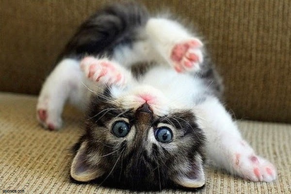 les plus belle image de chaton - Top 25 plus belles photos de chats Tooply