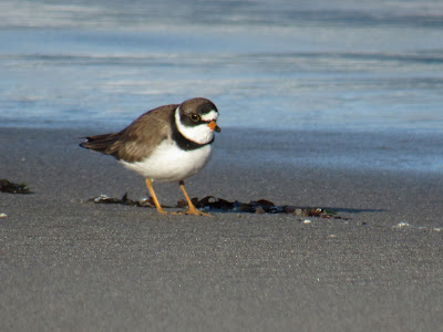 Ten Mile Beach, Fort Bragg, California