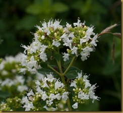 White Marjoram