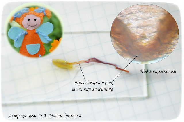 проводящий-пучок-в-тычинке-лилейника-под-микроскопом