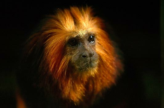 Pelik Gambar bunga Orkid berwajah monyet di kelopaknya 