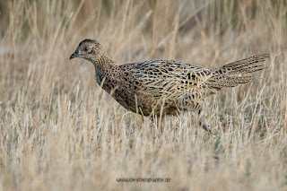 Wildlifefotografie Fasan Lippeaue Olaf Kerber