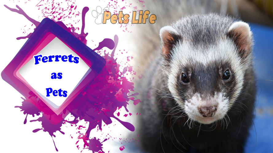ferrets-as-Pets