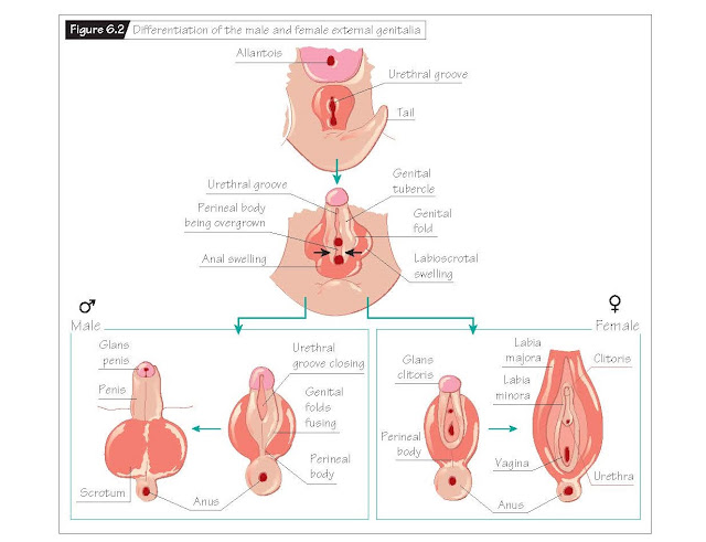 Phenotypic Sex Differentiation, Internal genitalia, External genitalia