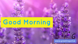 Good morning text in light purple over Rectangular yellow background located from left hand side edge middle,over all image back ground is lavender small trees, Greetings.live labels at right hand side bottom corner of image. 