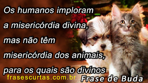 Os humanos imploram a misericórdia divina, mas não têm misericórdia dos animais, para os quais são divinos