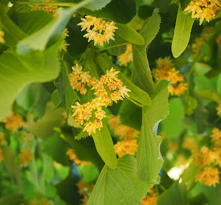 Flor del til·ler per Teresa Grau Ros