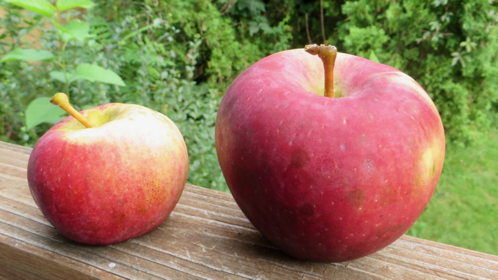 Two red apples of different size