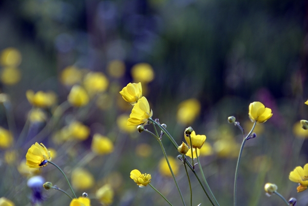 smørblomst