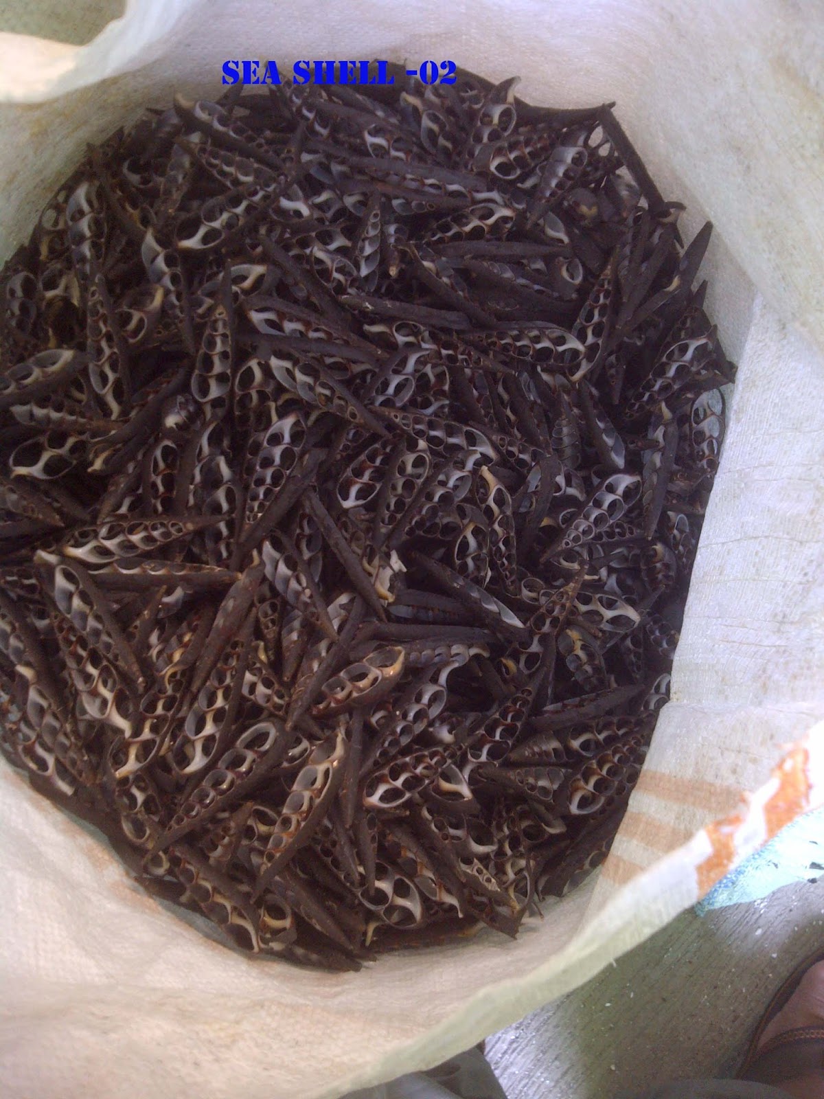  KERAJINAN  KERANG 