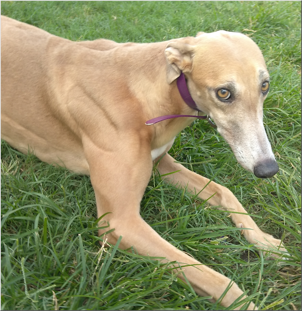 Molly at Friends of Greyhounds