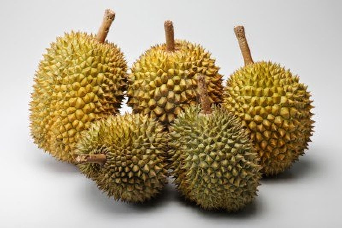  Gambar  Kartun  Pohon Durian  Bestkartun
