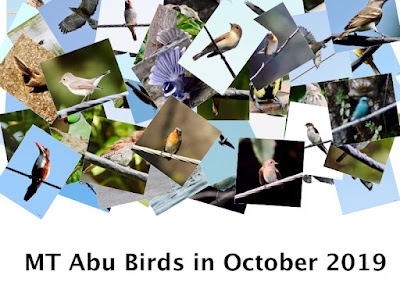 "MT Abu Birds in October 2019.collage."