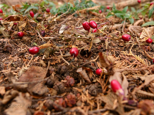 Tripterospermum japonicum