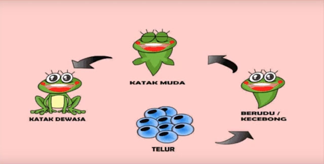 makalah metamorfosis katak