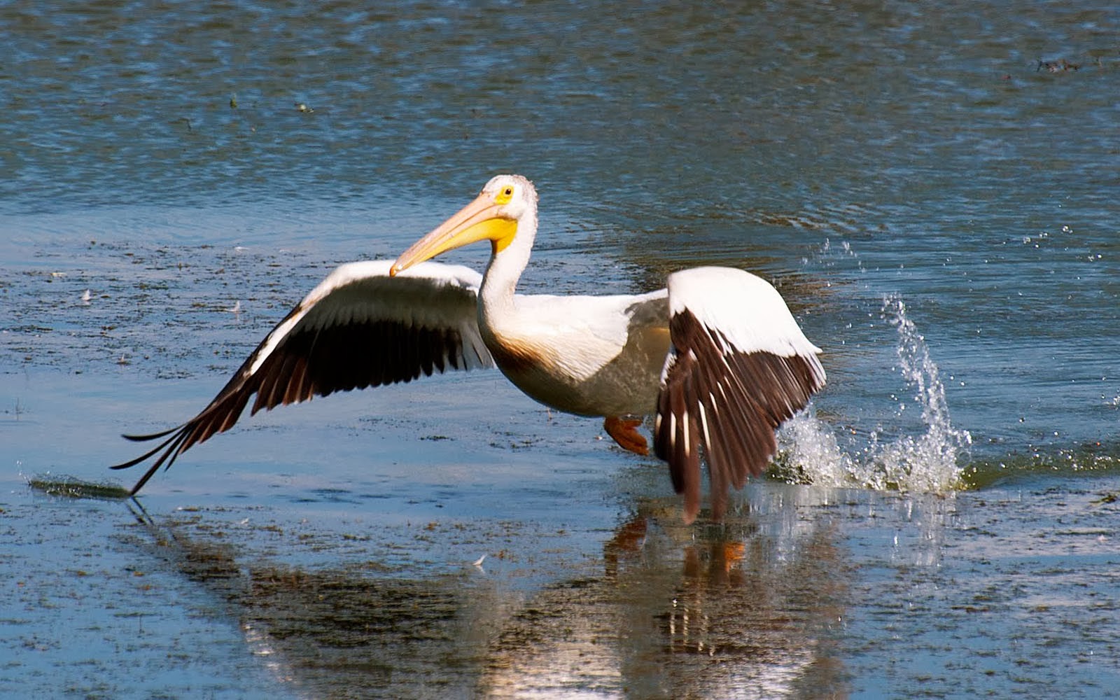 Wallpapers American White Pelican Wallpapers HD Wallpapers Download Free Images Wallpaper [wallpaper981.blogspot.com]