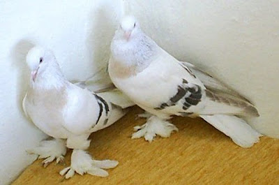 Urfa Tumbler Pigeon