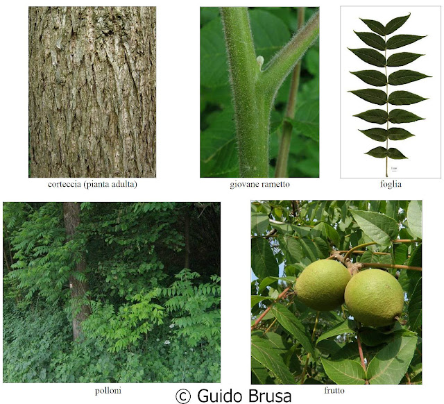 Juglans nigra