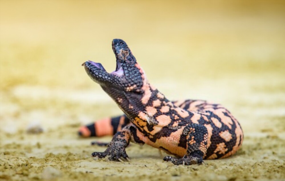 Gila Monster