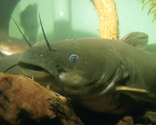 Yellow Bullhead Catfish Kentucky