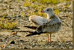Sachuest 8-11 Juv Ring-billed Gull D7K_2647 August 11, 2011 NIKON D7000 Sachuest 8-11 Juv Ring-billed Gull D7K_2647 August 11, 2011 NIKON D7000