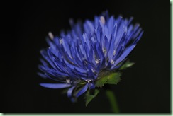Jasione leavis ' Blaulicht'